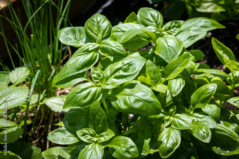 fresh basil herb plant in the garden Stock Photo | Adobe Stock