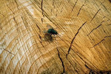 Wall Mural - Fly on the background of a cut stump close-up.