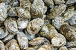 Oyster Harvest