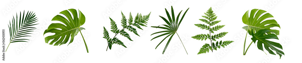 set of green monstera palm and tropical plant leaf on white background for design elements, Flat layd.clipping path - obrazy, fototapety, plakaty 