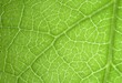 © Diane - Macro of green leaf background.