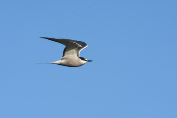 An Aleutian Tern flies over the Alaskan ocean during the summer months.