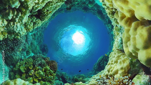Fotografía Underwater fish reef marine