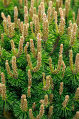 Wall Mural - Background of young pine branches