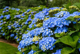 Classic blue hydrangea bushes blooming, as a nature background
