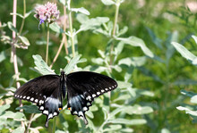 Black Swallowtail Butterfly On A Flower In The Butterfly Pavilion In LA Museum Of Natural History