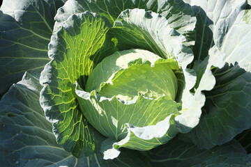 Wall Mural - Fresh cabbage of Vegetable garden.