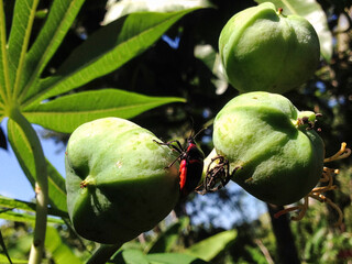 Insect on a tree