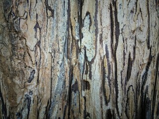 tree bark texture