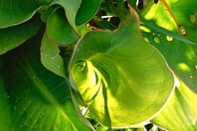 Large Green Leaves Of Canna With Drops