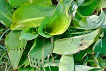 Large Green Leaves Of Canna With Drops