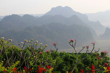 Wall Mural - Beautiful flower garden with mist or foggy and Doi Phu Langka mountain background in the morning at viewpoint. Landscape view and Beauty in nature. Landmark for travel or visit at Phayao, Thailand
