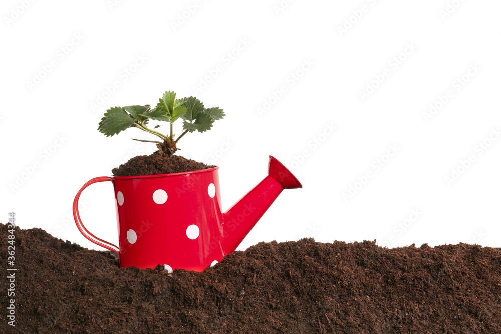 Watering can with plant and soil on white background