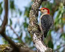 Red-bellied Woodpecker Perched On A Curving Branch Of A Tree