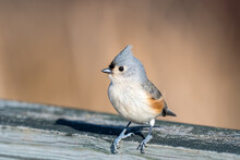 Turfted Titmouse Perched Upon A Wooden Railing