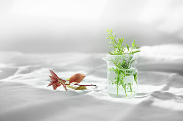Wall Mural - green plant in science beaker with red leave on white fabric for cosmetic or pharmaceutical laborato