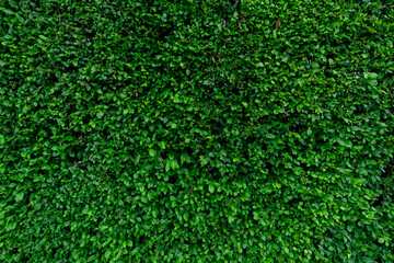 Wall Mural - small green leaves texture background. evergreen hedge plants. eco wall. organic natural background.