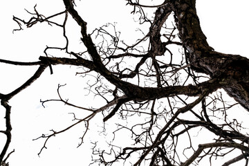 Wall Mural - Bottom view of dead tree and disorganized branches isolated on white background. Death, hopeless, despair,sad, and lament concept. Halloween day background. Dead tree branch for graphic design.