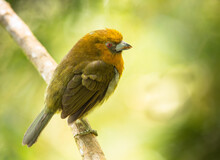 Aztekenbartvogel (Semnornis Frantzii) In Costa Rica