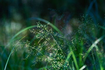 Poa pratensis - inflorescence of meadow grass growing in floodplain forest with beautiful bokeh