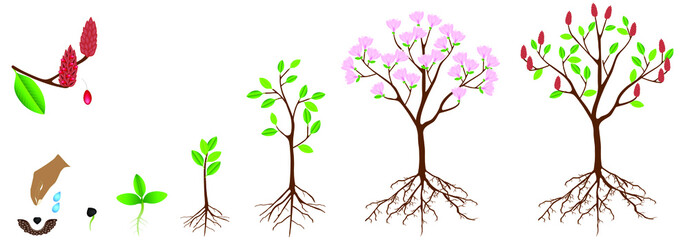 cycle of growth of pink magnolia plant on a white background.