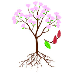 Wall Mural - Parts of pink magnolia tree on a white background.