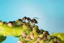 Colony Of Aphids And Ants On Garden Plants