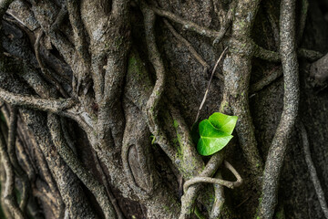 Contrast green
