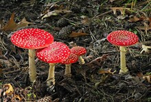 Closeup Of Vibrant Fly Agaric Mushrooms Growing On Forest Floor
