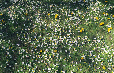 green summer meadow with daisy flowers