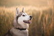 siberian husky sled dog close up head portrait sitting smiling with her tongue out in a wheat field at sunset in the summer