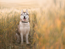 Siberian Husky Sled Dog Sitting Smiling With Her Tongue Out In A Wheat Field At Sunset In The Summer Looking At The Camera