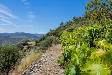 Wall Mural - Douro Valley landscape