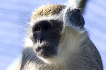 Poster - Closeup shot of a langur monkey behind a blurry background