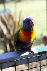 Poster - Vertical shot of a Loriini bird standing on a metal surface