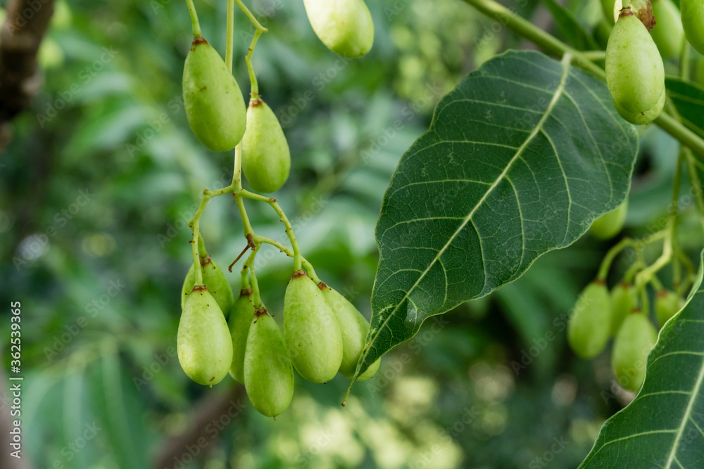 Indian lilac seeds,fruits and leaves. Azadirachta indica, commonly ...