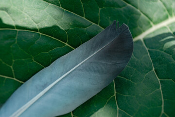 Poster - Exotic texture feathers background close up. Leaf, blue pattern for your design. Macro photography view.