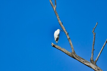 eegret egret White big bird on a tree