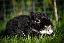 Portrait Of A Cute Black Netherland Dwarf Rabbit, The Smallest Breed Of Rabbits. This Adult Rabbit Weights Less Than 1 Kilogram.