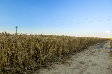 The road passes through a field where ripe wheat is. Behind is a blue sky