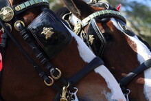Close Up Of Budweiser Clydesdales Horses