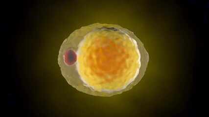 Wall Mural - 3D Animation of a Fat cell