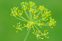 Yellow Flowers Of Dill Herb