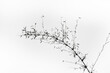 branches of a tree in minimalistic white background