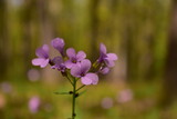 Fototapeta Storczyk - Cardamine bulbifera in the forest in blooming time