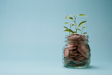 Plant growth on money coins in jar with copy space and investment saving concept.