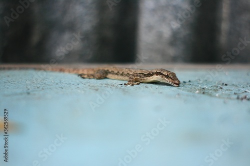 Fotografía Close-up Of Lizard On Table