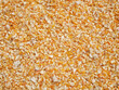 © amonphan - dried corn seed for background, corn for animal feed