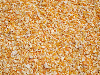 dried corn seed for background, corn for animal feed