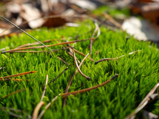 moss